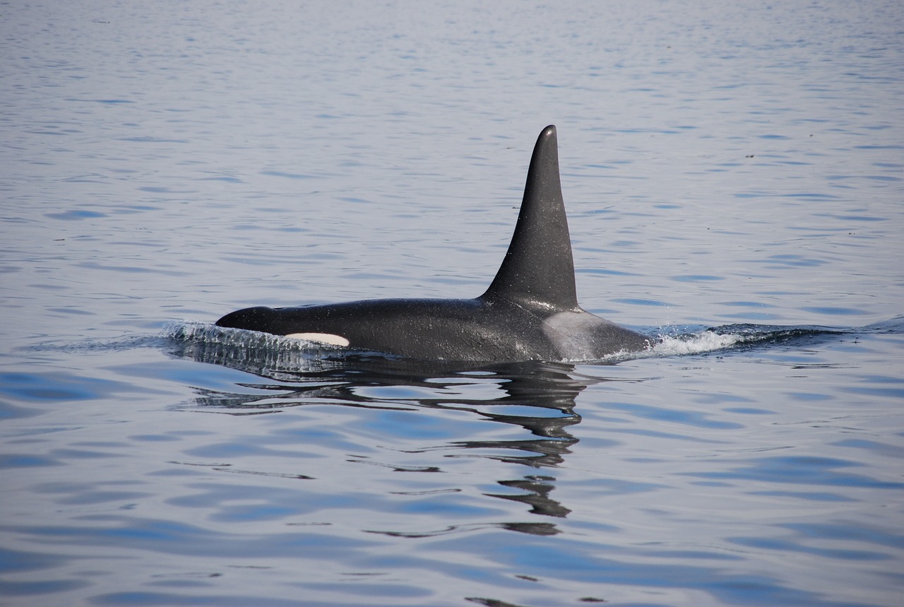 The Ultimate Guide to Whale Watching in the Pacific Northwest